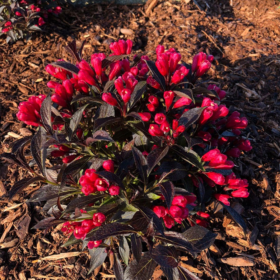 Weigela Electric Love®