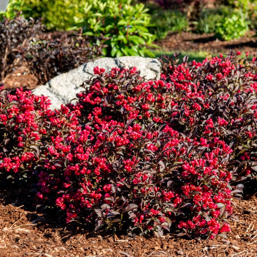 Weigela Electric Love®