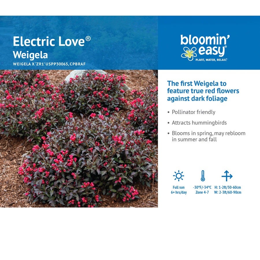Weigela Electric Love®