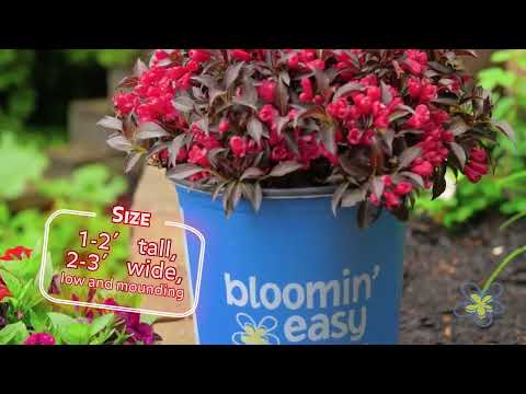 Weigela Electric Love®