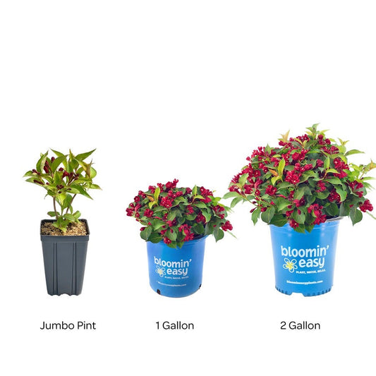 Weigela Maroon Swoon®