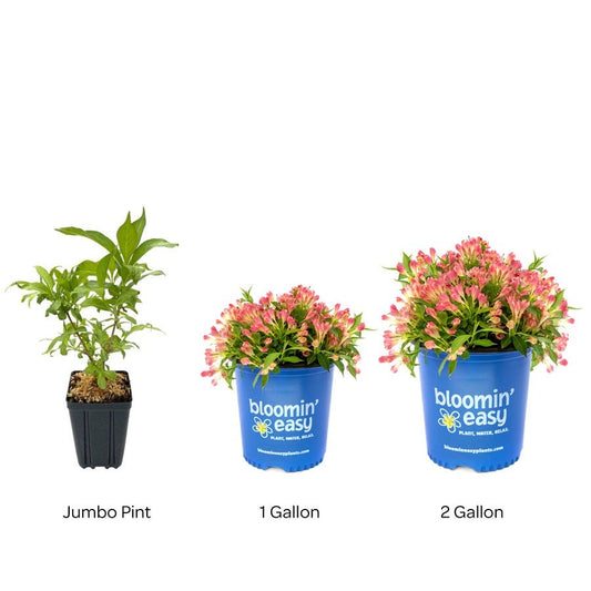 Weigela Peach Kisses™