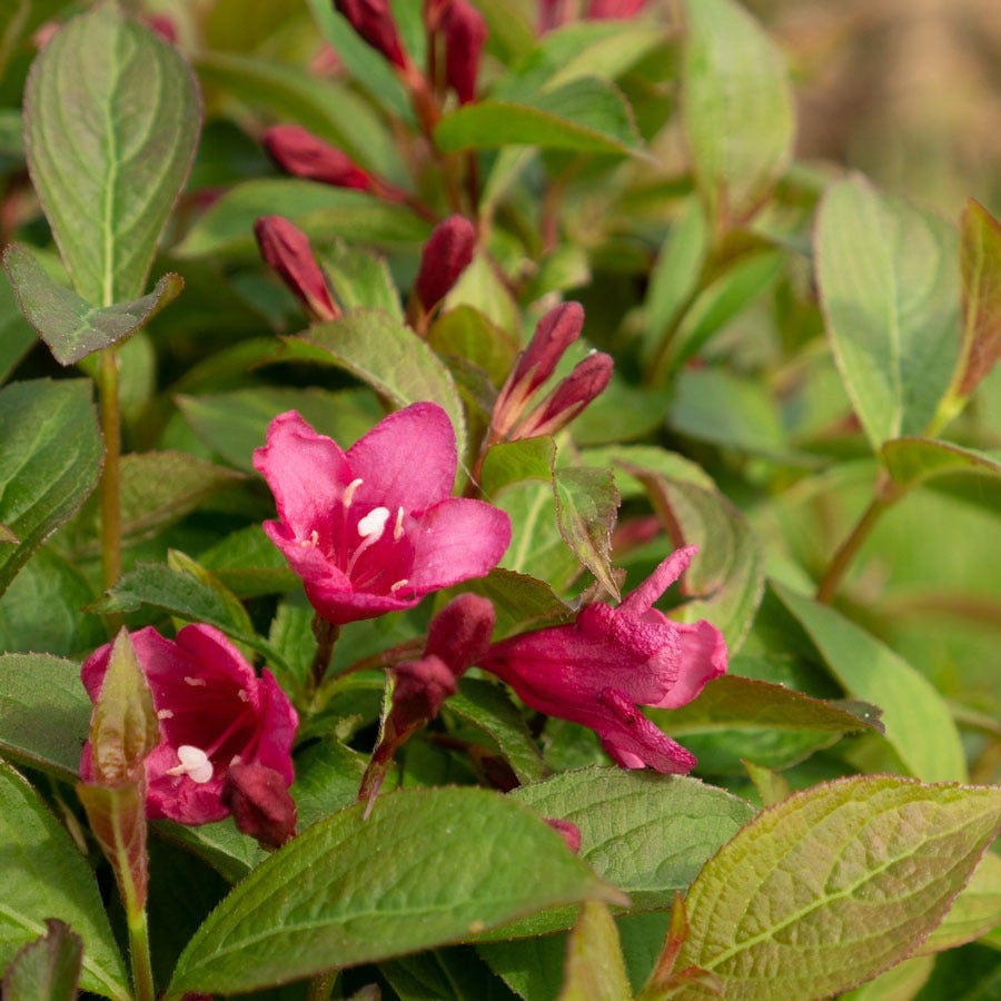 Weigela Strobe™