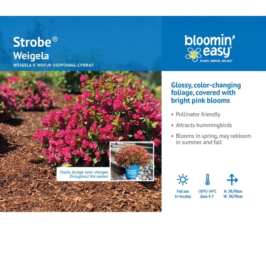 Weigela Strobe™