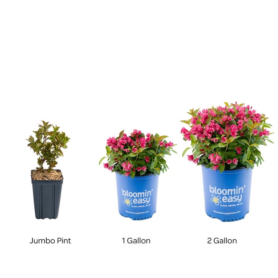 Weigela Strobe™