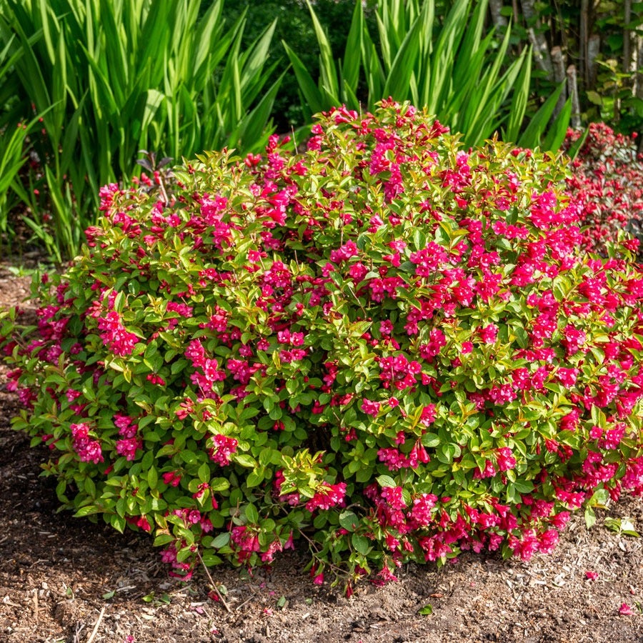 Weigela Strobe™