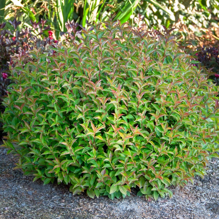 Weigela Strobe™