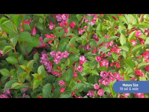 Weigela Strobe™