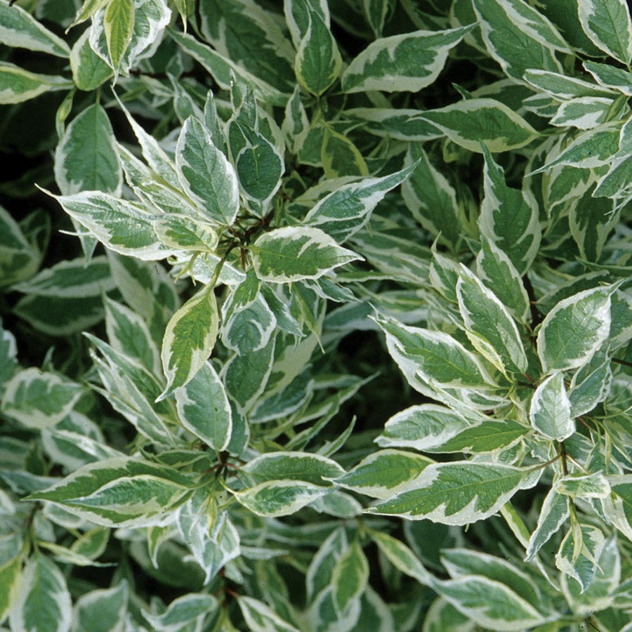 Cornus Ivory Halo®