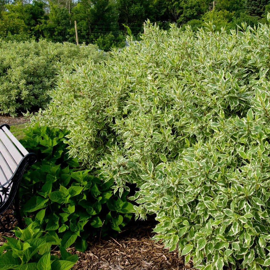 Cornus Ivory Halo®