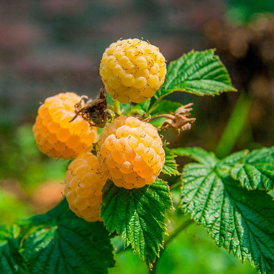 Rubus 'Fall Gold' Raspberry