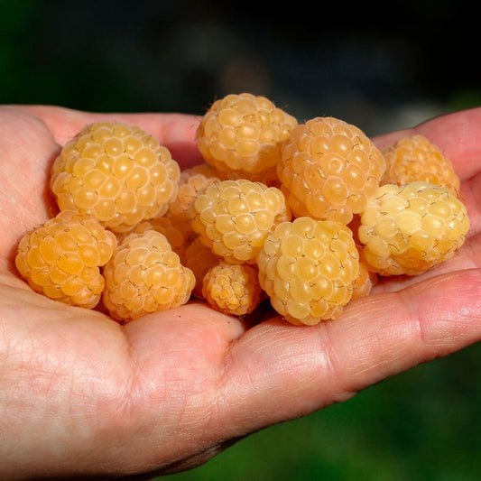 Rubus 'Fall Gold' Raspberry