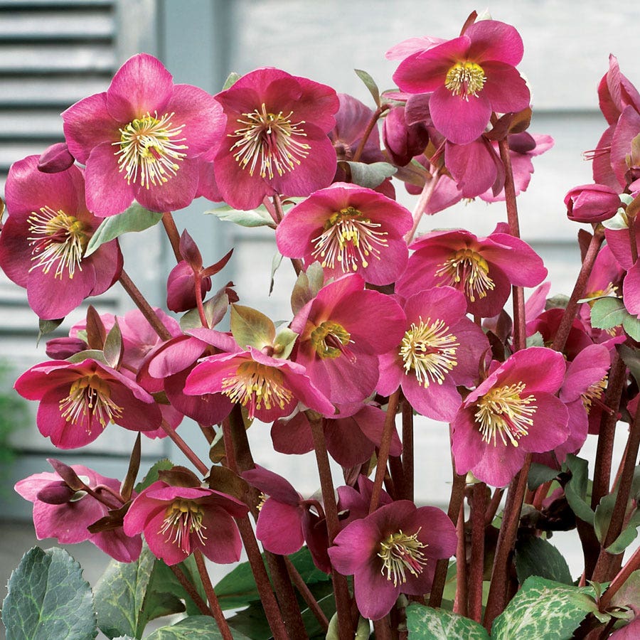 Helleborus Frostkiss® Anna's Red Hellebore