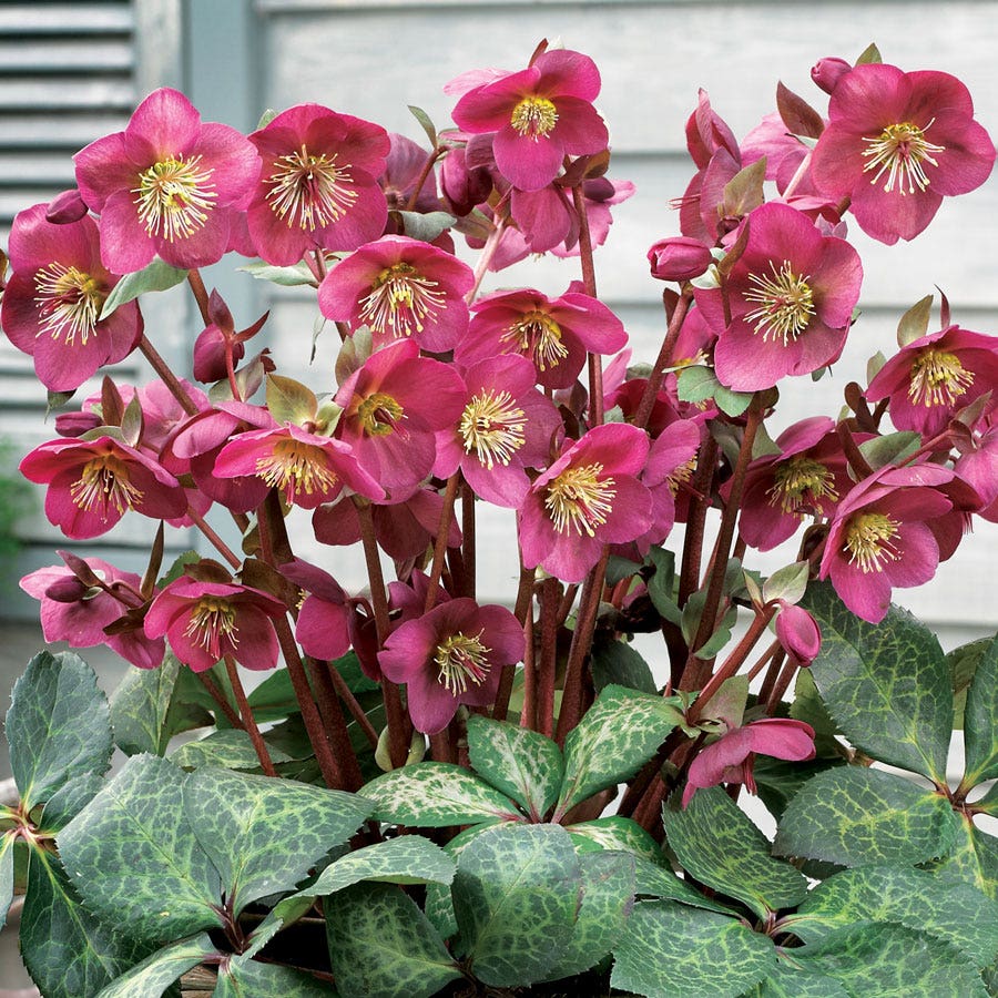 Helleborus Frostkiss® Anna's Red Hellebore