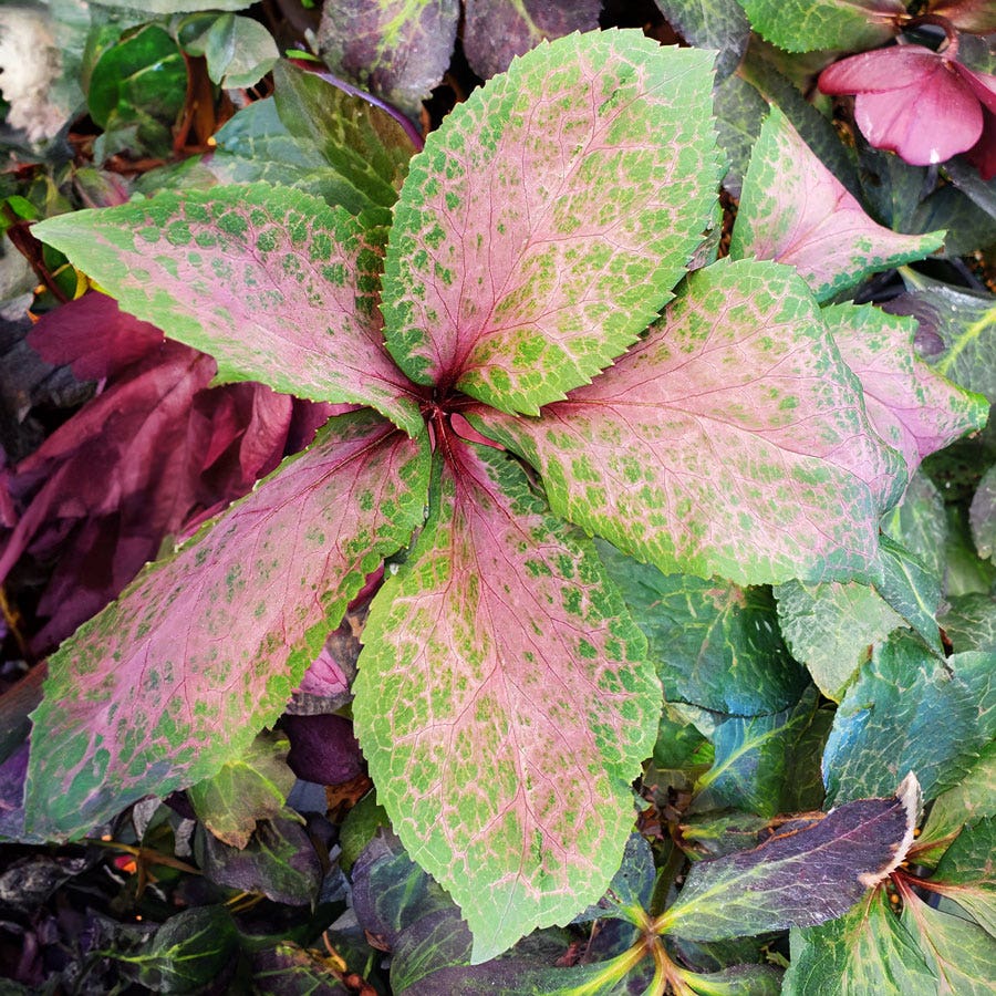 Helleborus Frostkiss® Anna's Red Hellebore