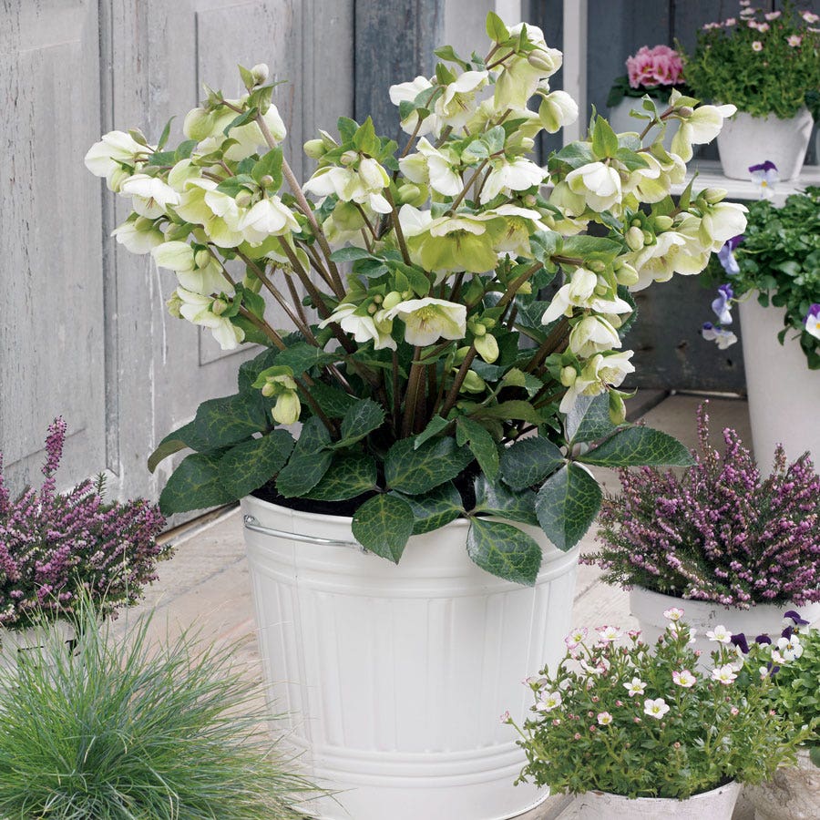 Helleborus Frostkiss® Molly's White Hellebore