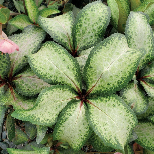 Helleborus Frostkiss® Molly's White Hellebore