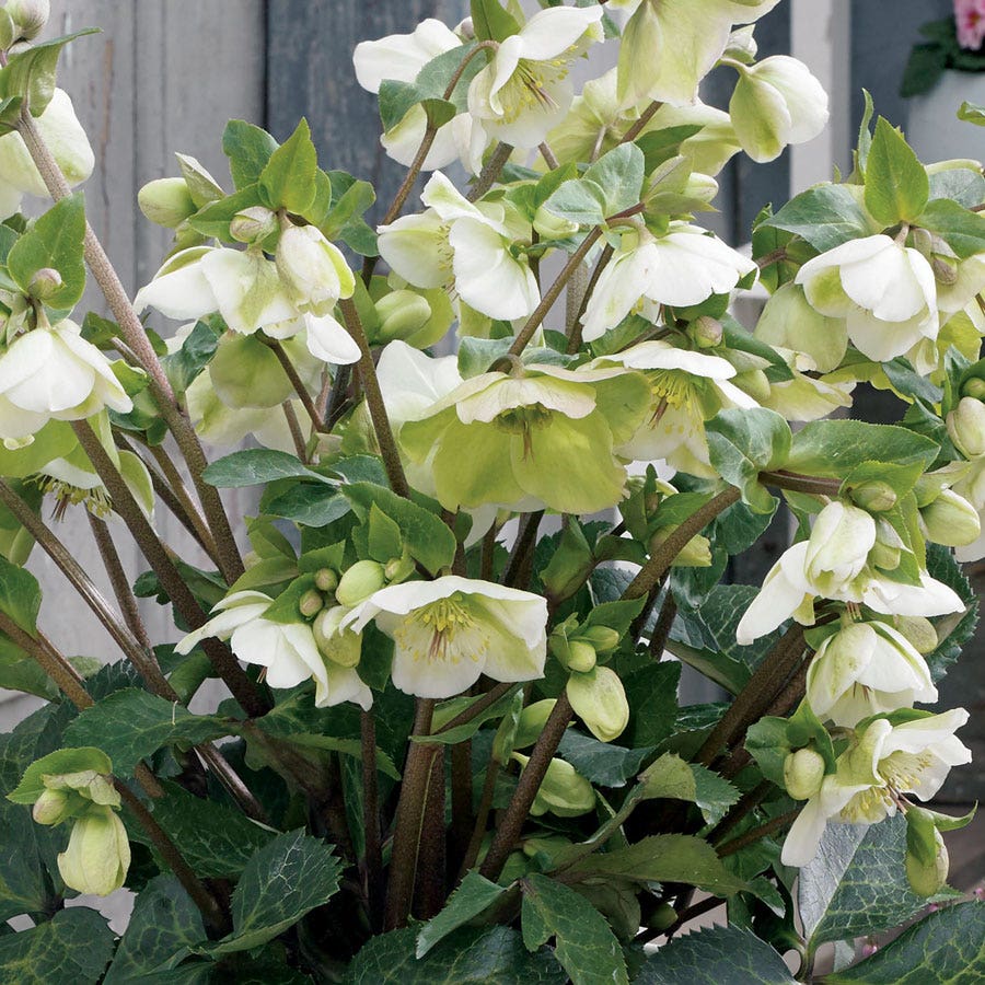 Helleborus Frostkiss® Molly's White Hellebore