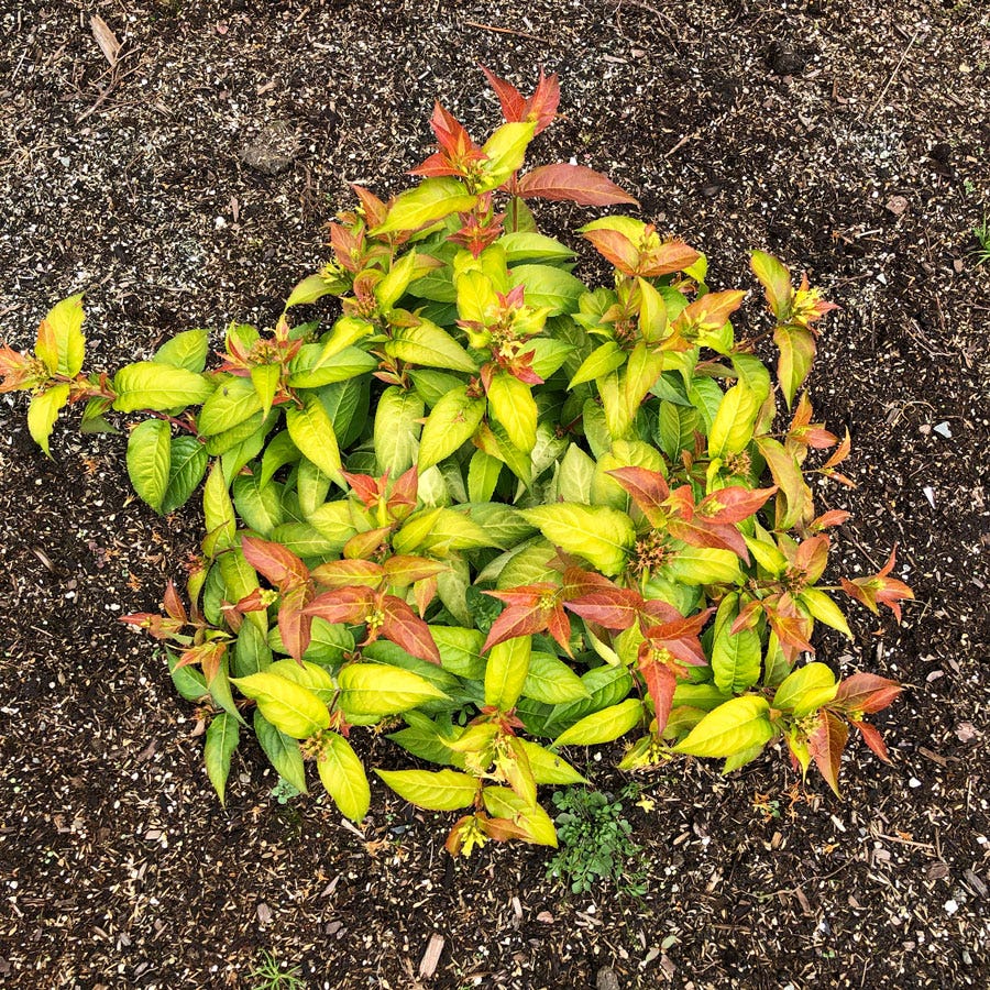 Diervilla Firefly® Bush Honeysuckle