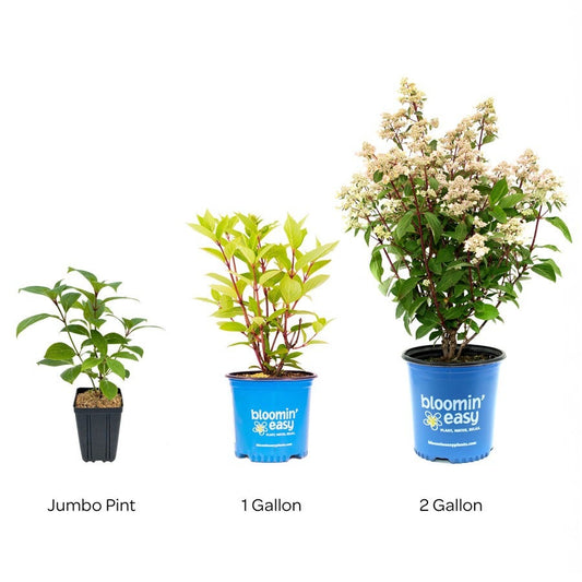 Hydrangea Torch™ Panicle Hydrangea