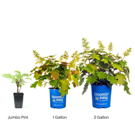 Hydrangea Toy Soldier™ Oakleaf Hydrangea