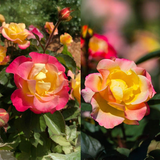 Gumball Goody™ Rose