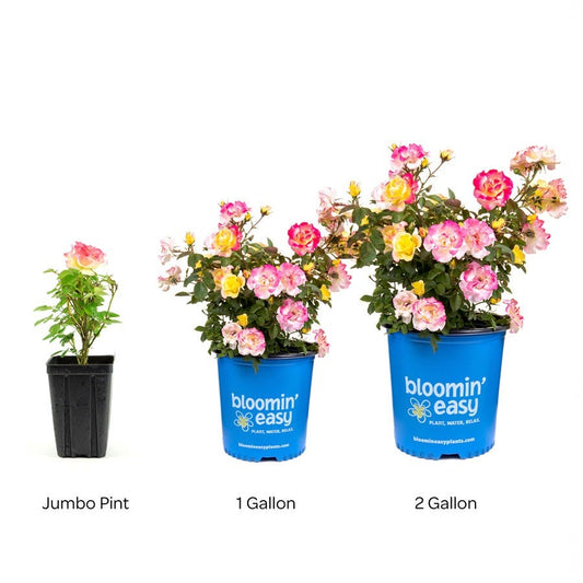 Gumball Goody™ Rose