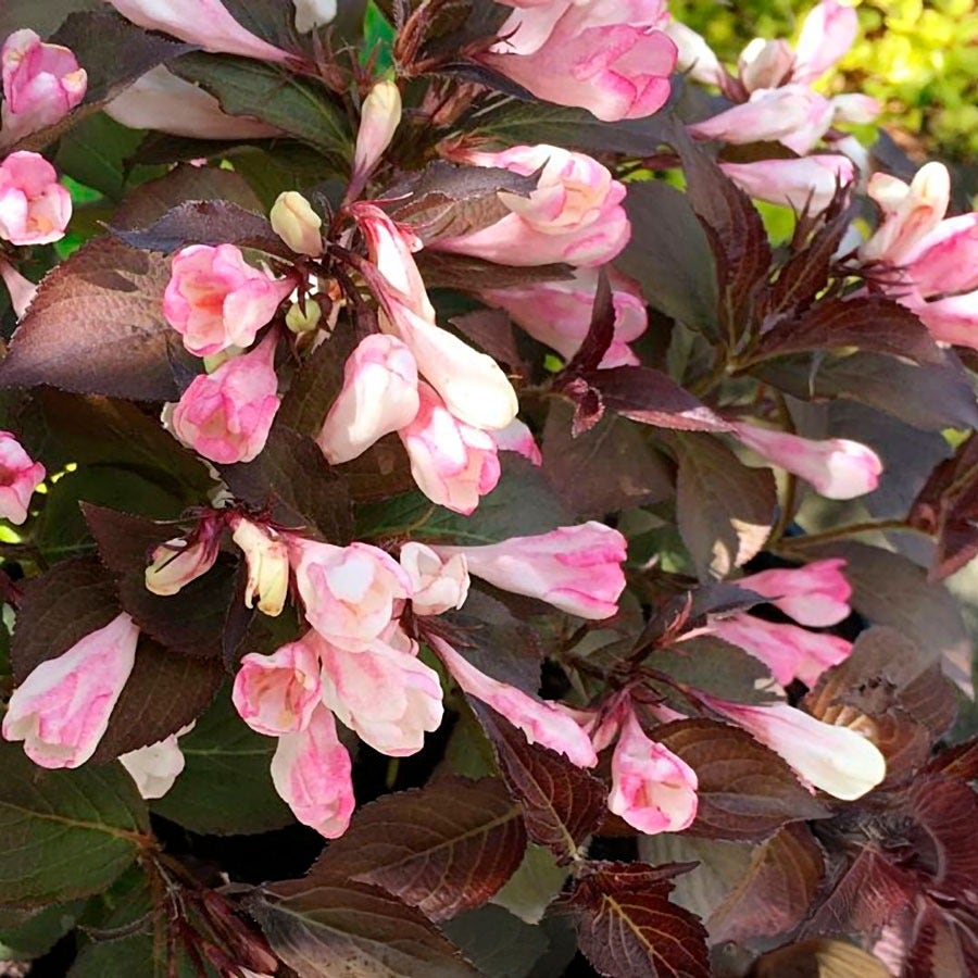 Weigela Afterglow™