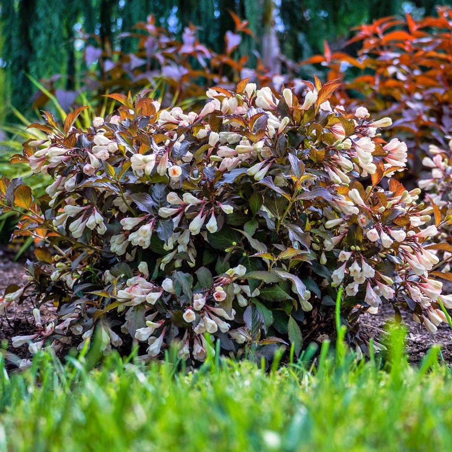 Weigela Afterglow™