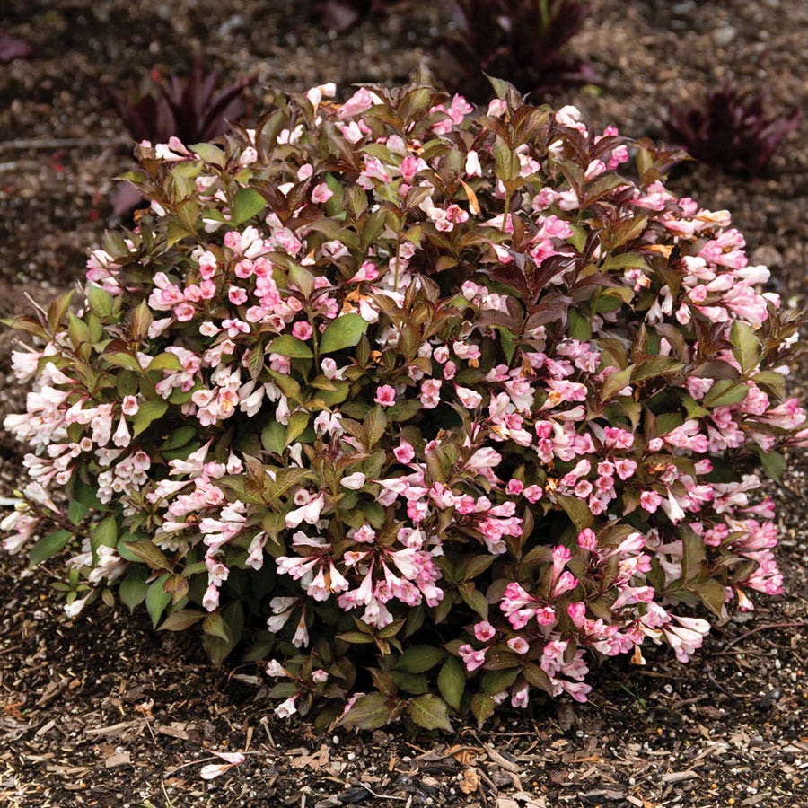 Weigela Afterglow™