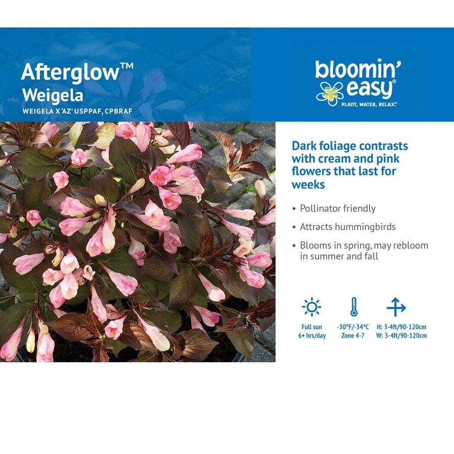 Weigela Afterglow™