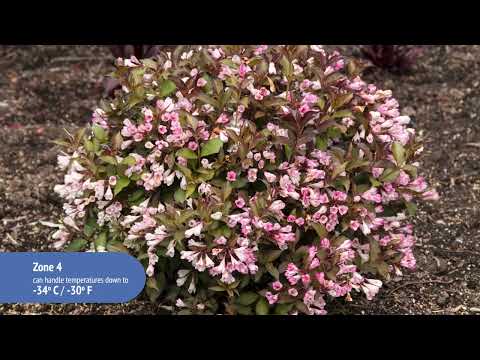 Weigela Afterglow™
