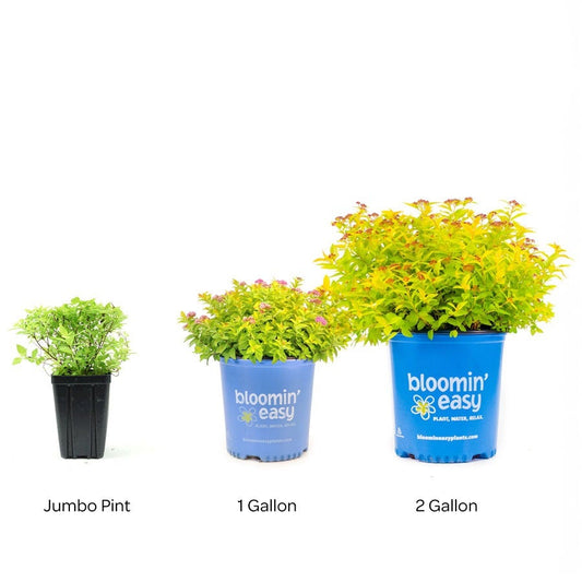 Spiraea Pineapple Poprocks® Meadowsweet