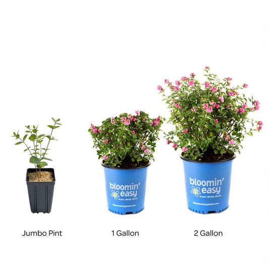 Symphoricarpos Pinky Promise™ Snowberry