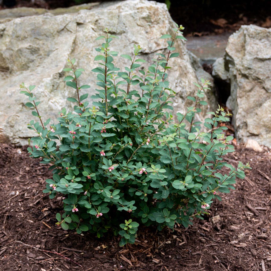 Symphoricarpos Pinky Promise™ Snowberry