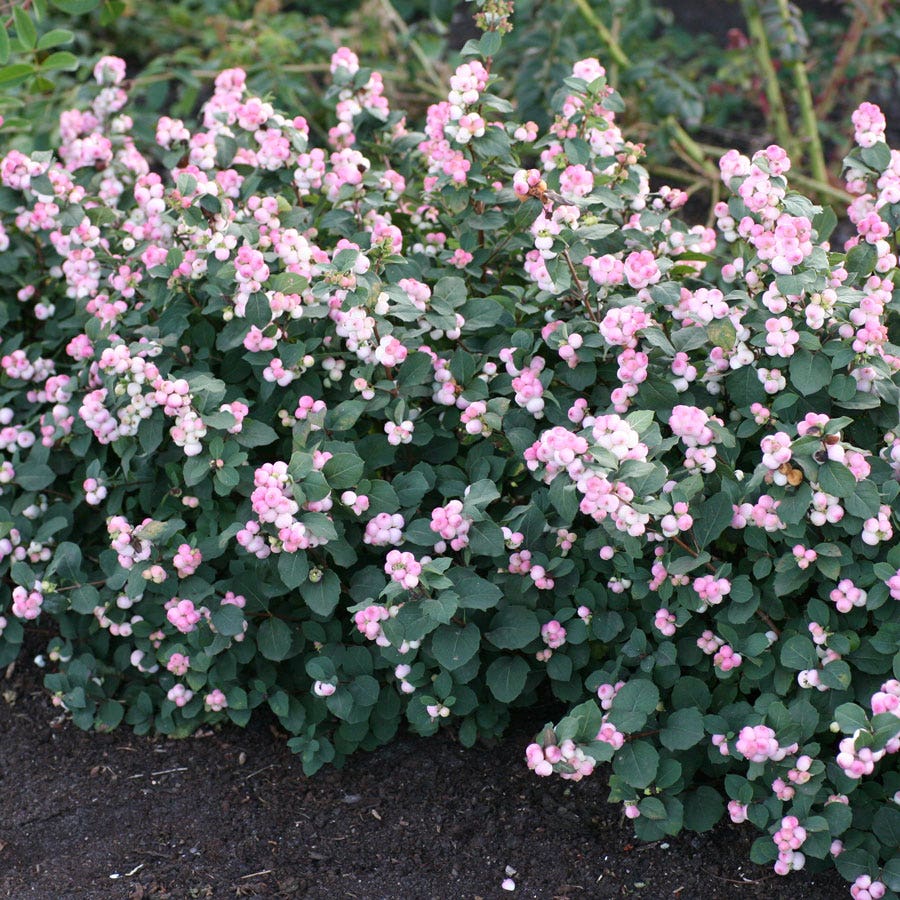 Symphoricarpos Pinky Promise™ Snowberry
