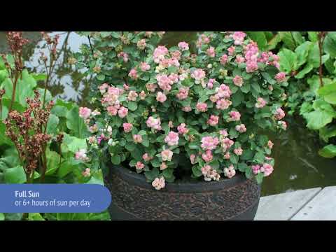 Symphoricarpos Pinky Promise™ Snowberry
