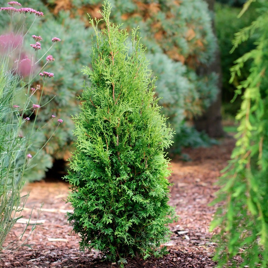 Thuja Private Jet™ Arborvitae
