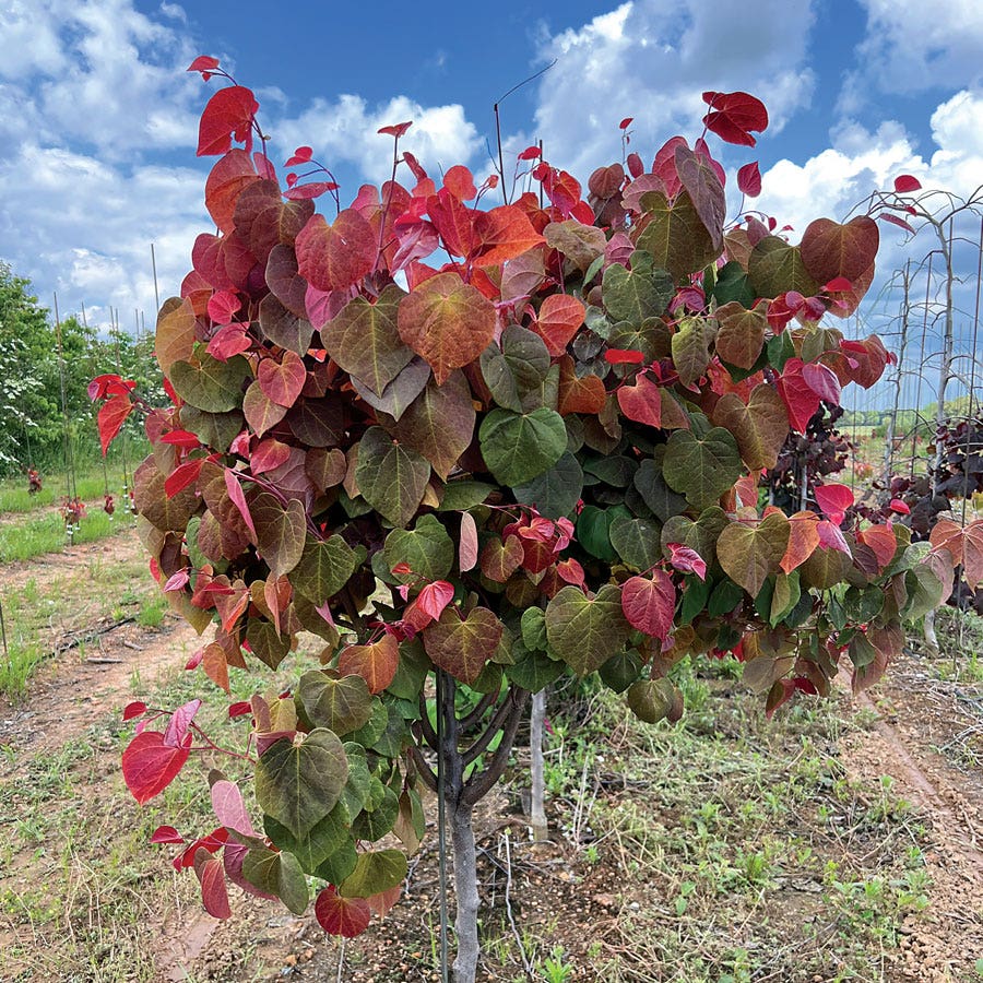 Cercis Hearts A'Fire™ Redbud