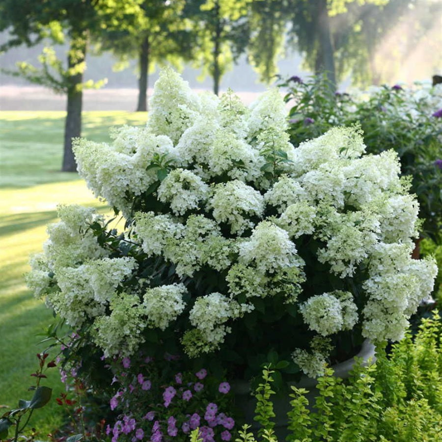 Hydrangea Bobo® Panicle Hydrangea