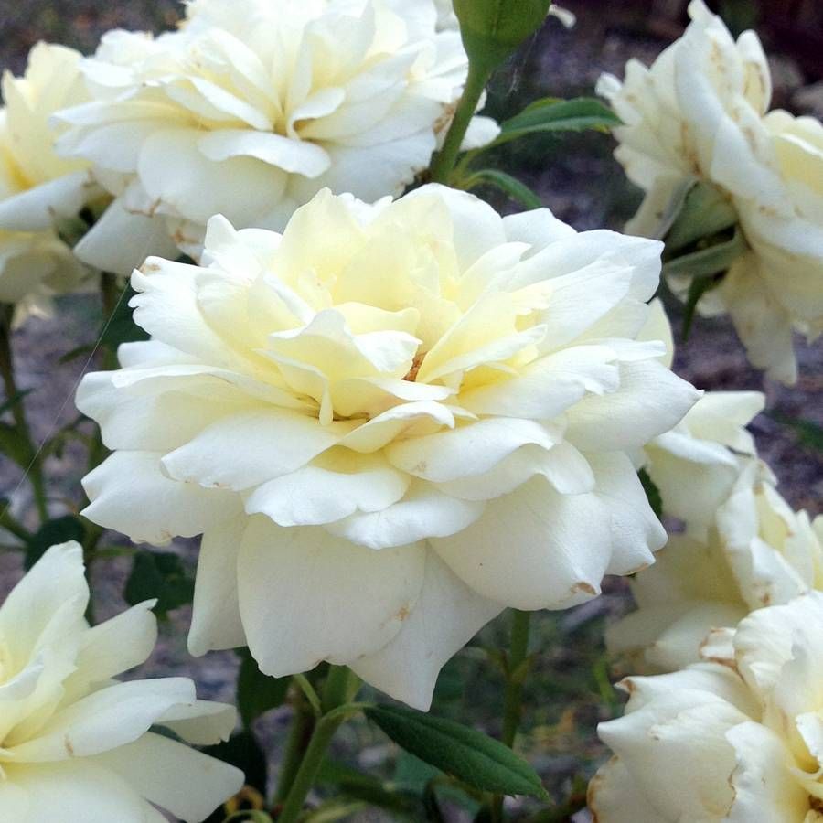 Rosa Moondance