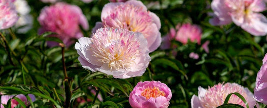 10 Reasons to Give Gift Plants for Birthdays or Other Occasions