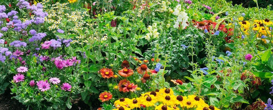 Ultimate Planting Guide: 30 Perennials for Almost All US Growing Zones