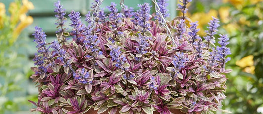 Ajuga Bugleweed: Perennial Ground Cover