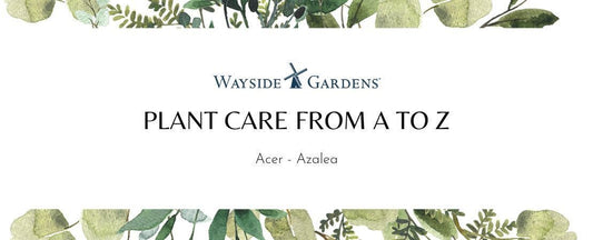 Plant Care and Garden Guide: Acer to Azalea