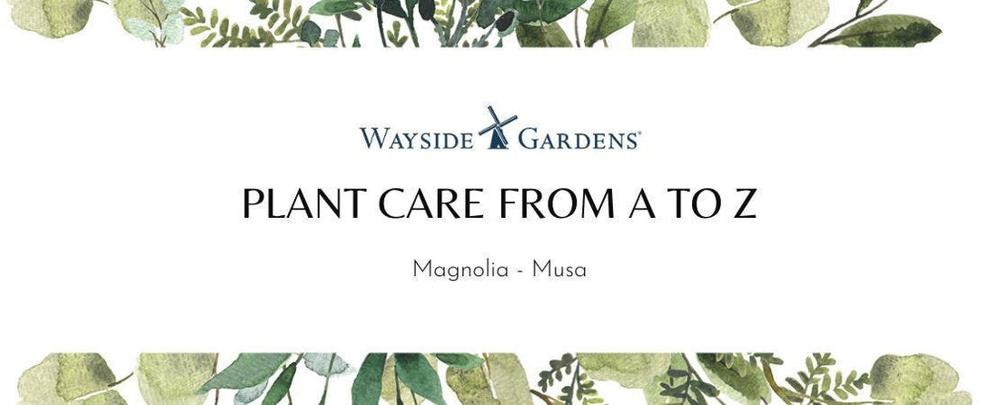 Plant Care and Garden Guide: Magnolia to Musa