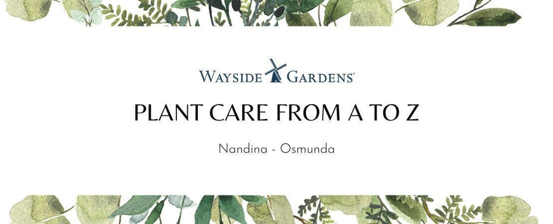 Garden Guide: Nandina to Osmunda