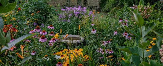 Perennials That Bloom from Spring Until Fall