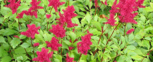 Astilbe Planting and Care Guide