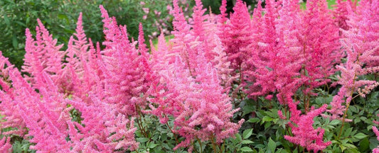 Growing Astilbe: A guide to Astilbe Plant Colors